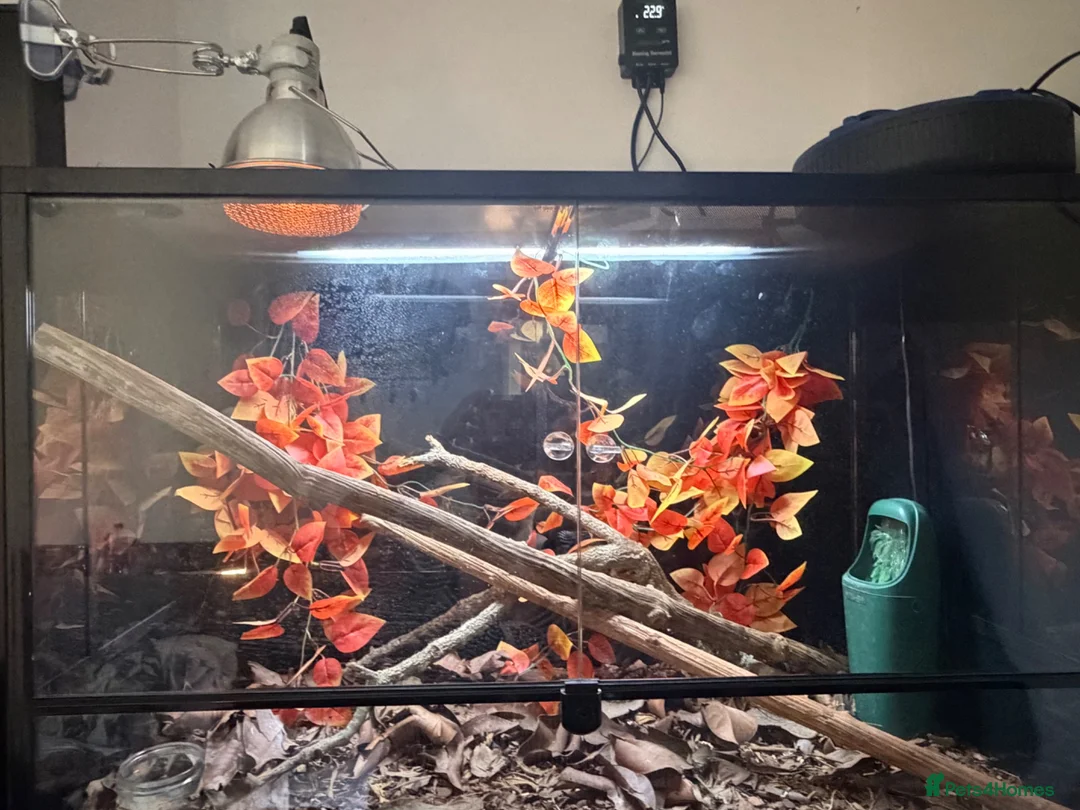 Chameleon reptiles for sale: Male chameleon (aka) Jeff and Viviarum  in Romney Marsh - Advert 7
