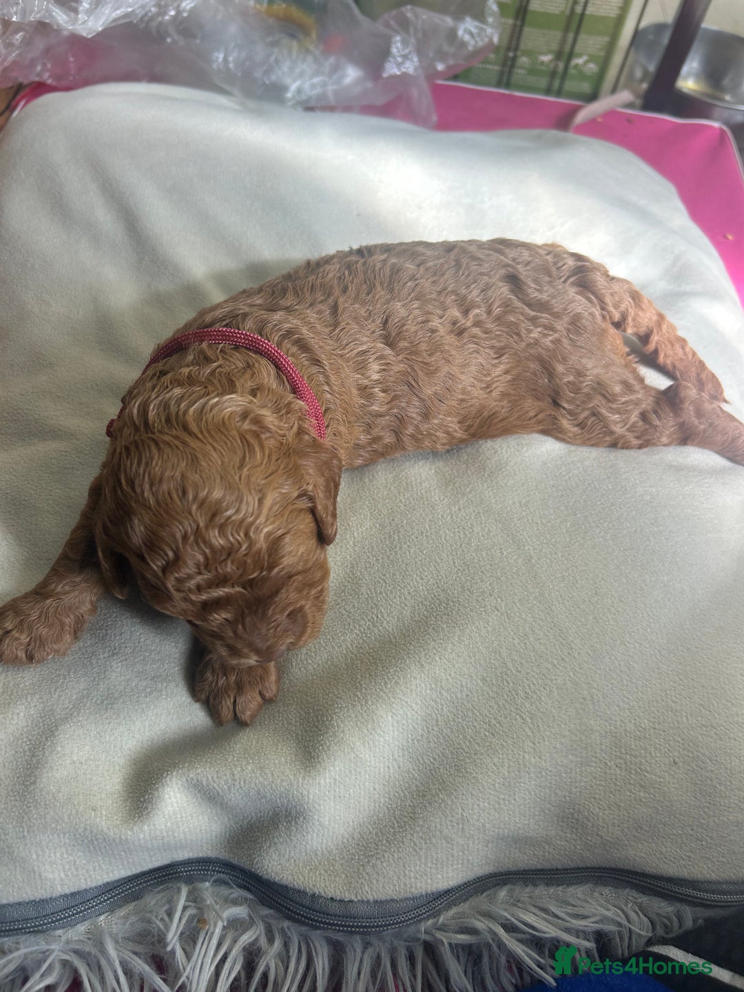 Cavapoo dogs for sale: 7 gorgeous F1b Cavapoo Puppies (4 girls & 3 boys)  - Image 11