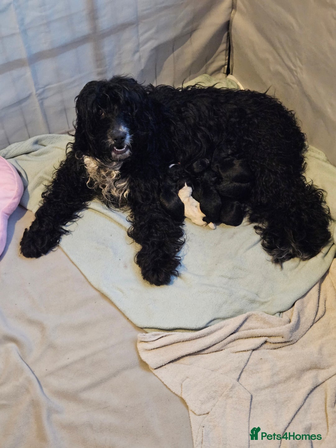 Mixed Breed dogs for sale: Bundles of love ❤️ and fun!! - Advert 1