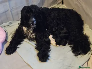 Mixed Breed dogs Bundles of love ❤️ and fun!! - Advert 3