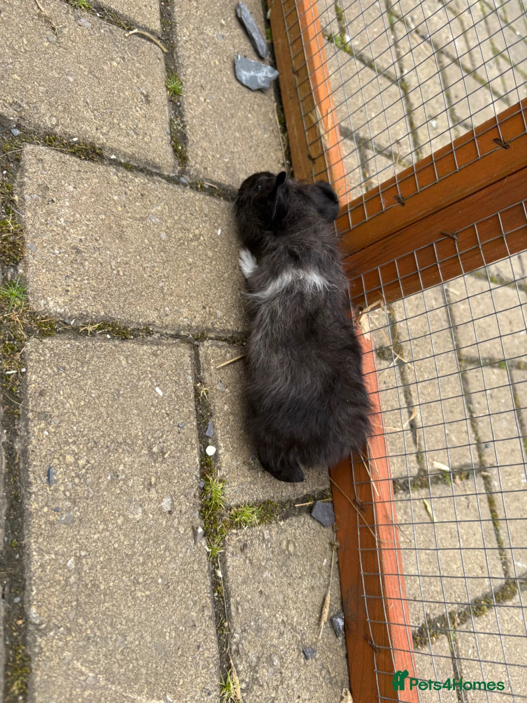 Guinea Pig rodents for sale: Baby guinea pigs  - Advert 2