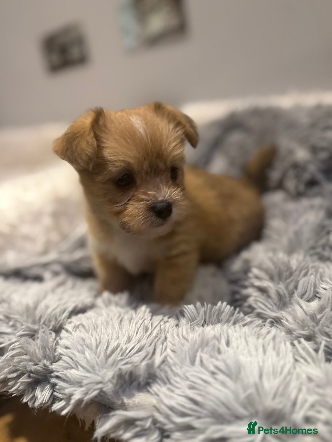 Mixed Breed dogs for sale: Unique mix - Maltese x JackChi Puppies - Advert 13