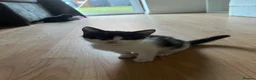 American Shorthair cats for sale: 3 black and white kittens  - Advert 4