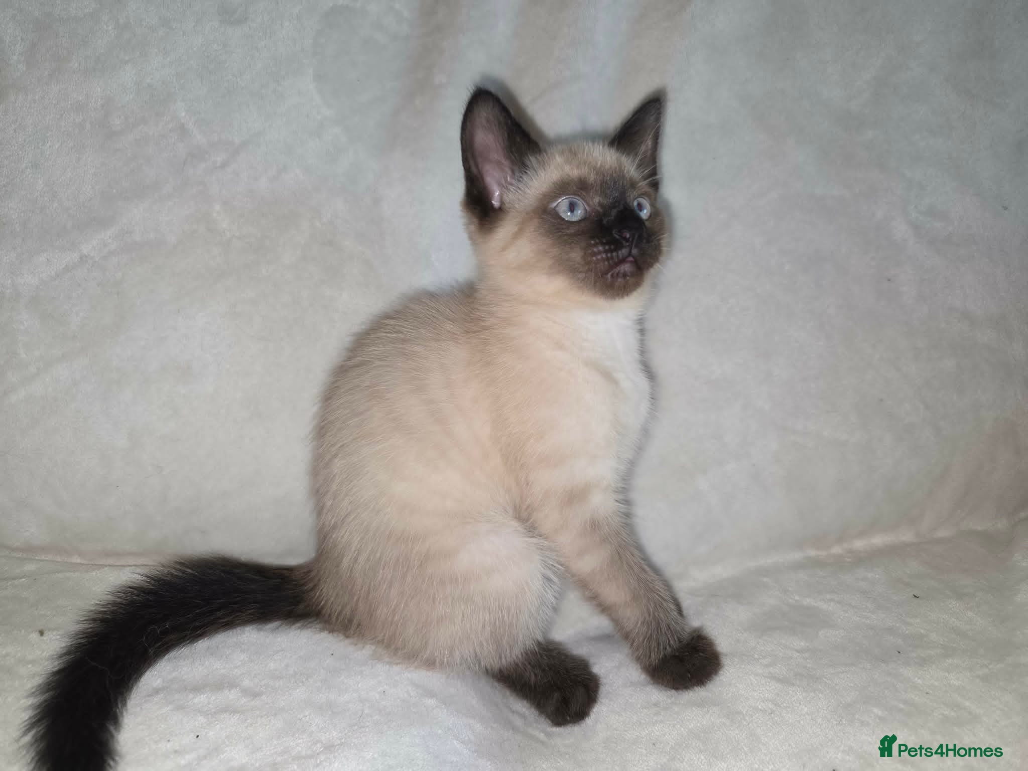 Mixed Breed cats Rag Doll X kitten - Advert 2