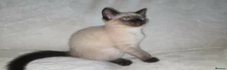 Mixed Breed cats for sale: Rag Doll X kitten - Advert 1