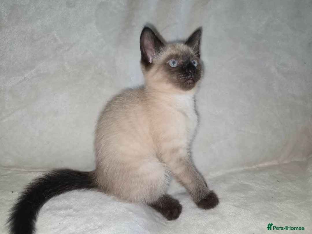 Mixed Breed cats for sale: Rag Doll X kitten - Advert 1