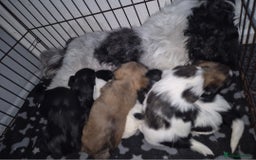 Lhasa Apso dogs for sale: Lhaso Apso Puppies  - Image 38