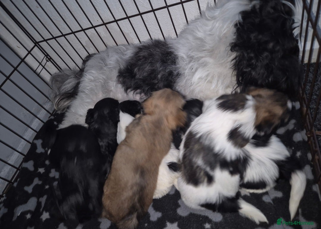 Lhasa Apso dogs for sale: Lhaso Apso Puppies  - Image 38