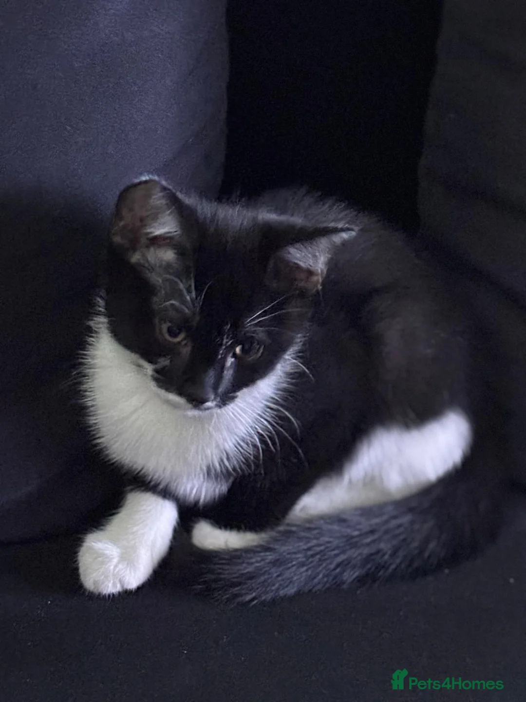 Mixed Breed cats for sale: 5 Month Old Tuxedo Kitten - Advert 4