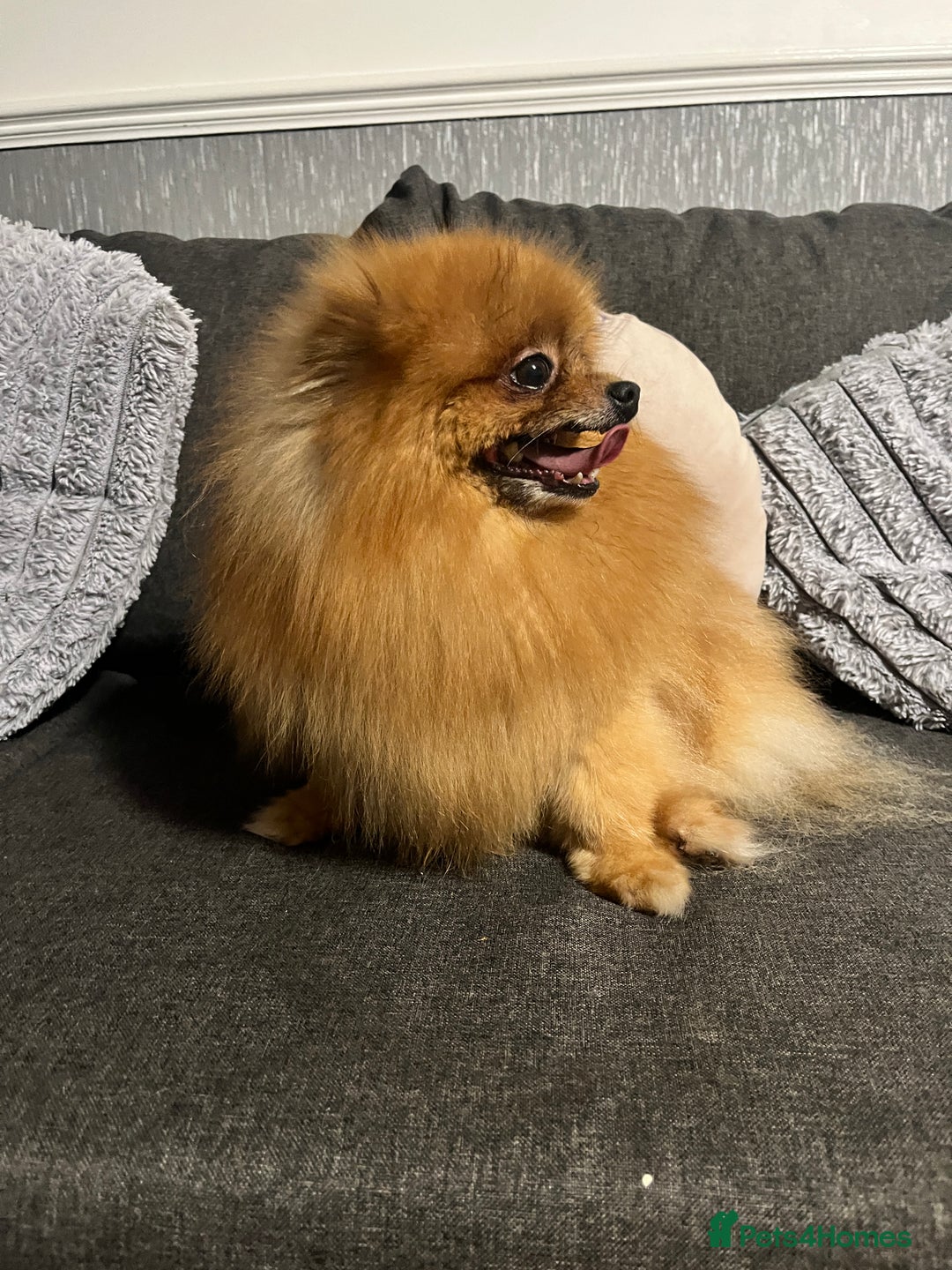 Pomeranian dogs for sale: Sweet Pomeranian Girl  - Advert 4