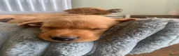 Labrador Retriever dogs for sale: Adorable KC Labrador puppies 🐾 - Advert 2
