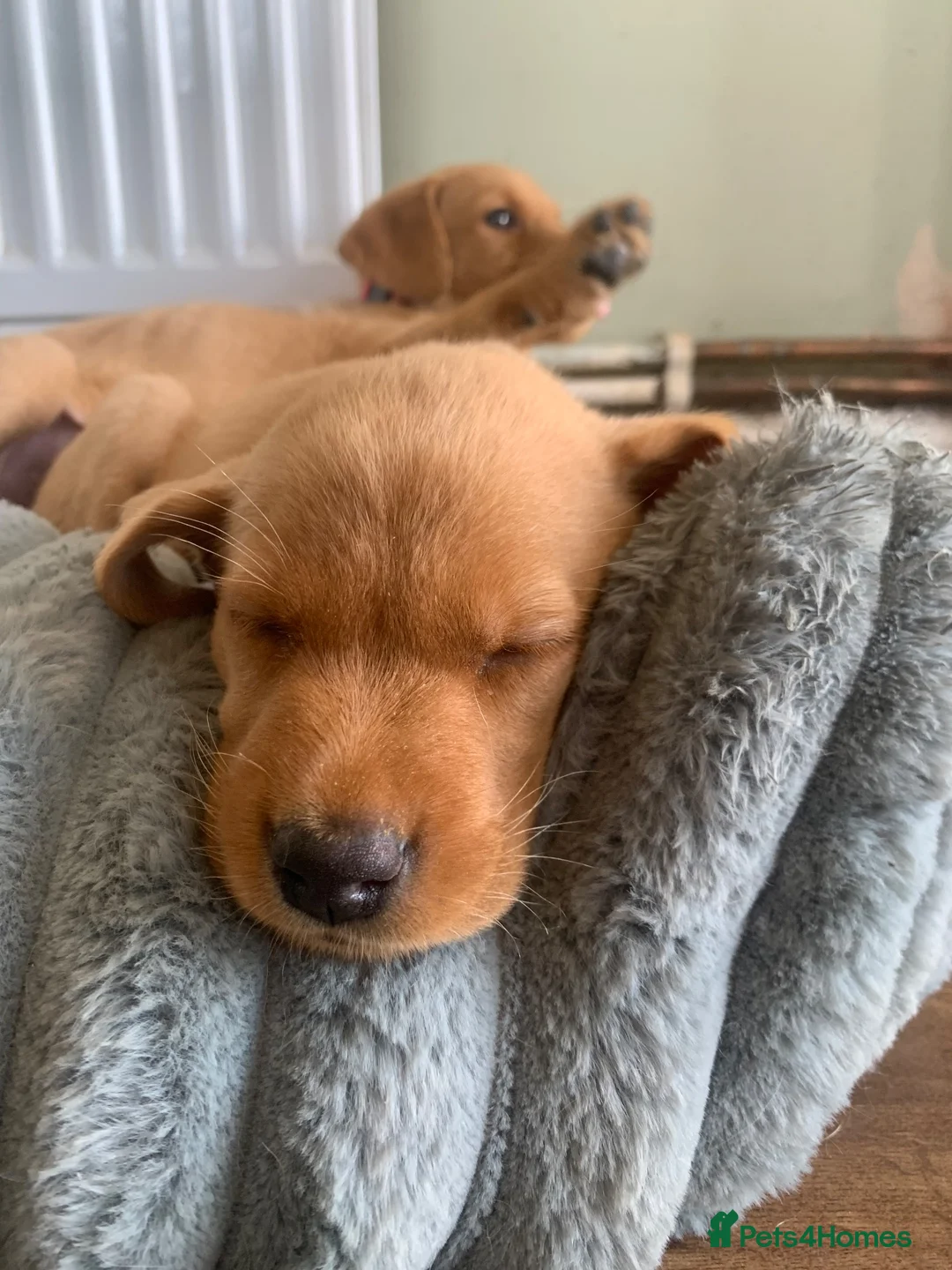 Labrador Retriever dogs for sale: Adorable KC Labrador puppies 🐾 - Advert 2