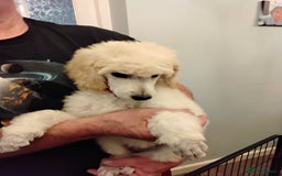 Standard Poodle dogs for sale: Stunning KC reg female standard poodle puppies - Image 11