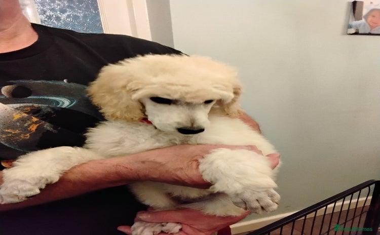 Standard Poodle dogs - Advert 2
