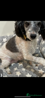 Miniature Poodle dogs - Advert 8