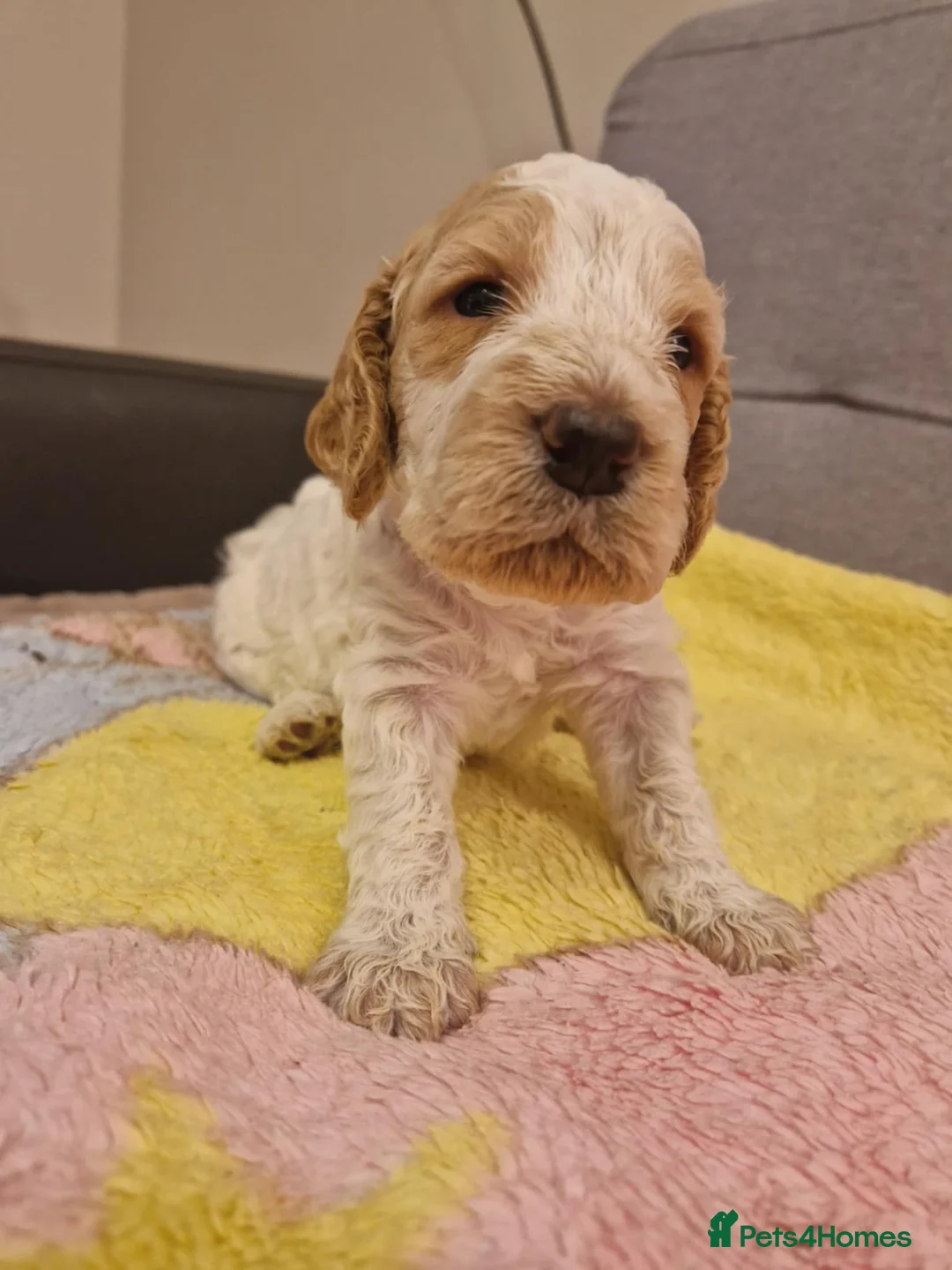 Cockapoo dogs for sale: F2 Cockapoo Puppies - Advert 30
