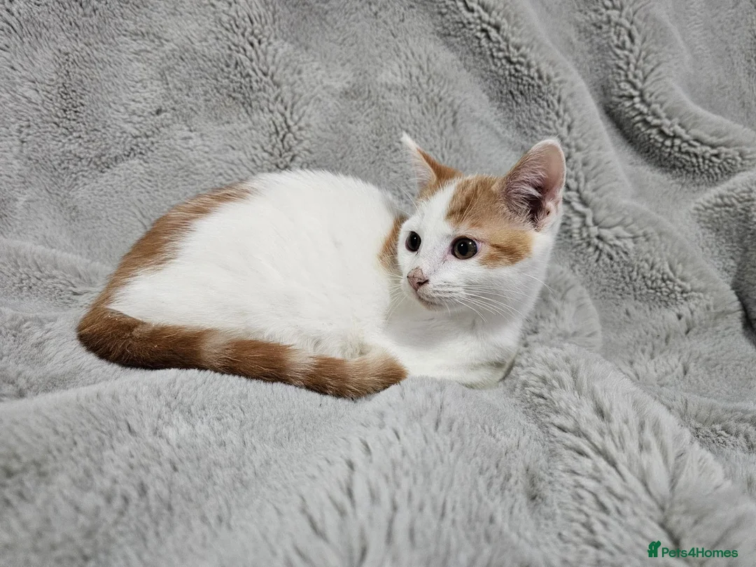 Mixed Breed cats for sale: Stunning kittens READY NOW - Advert 17