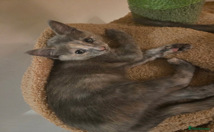 Russian Blue cats - Advert 1