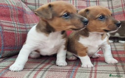Jack Russell dogs for sale: Traditional Jack Russell Pups DNA Health Tested  - Image 16