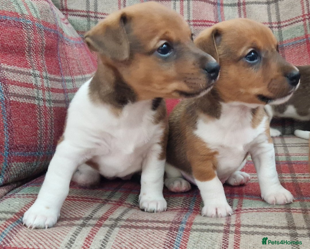 Jack Russell dogs for sale: Traditional Jack Russell Pups DNA Health Tested  - Image 16