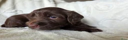 Mixed Breed dogs for sale: Bordoodle X Springer Spaniel puppies  - Advert 4