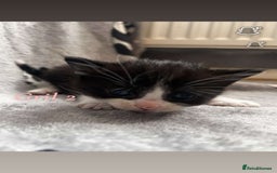 Mixed Breed cats for sale: Mainecoon mixed kittens.  - Image 4