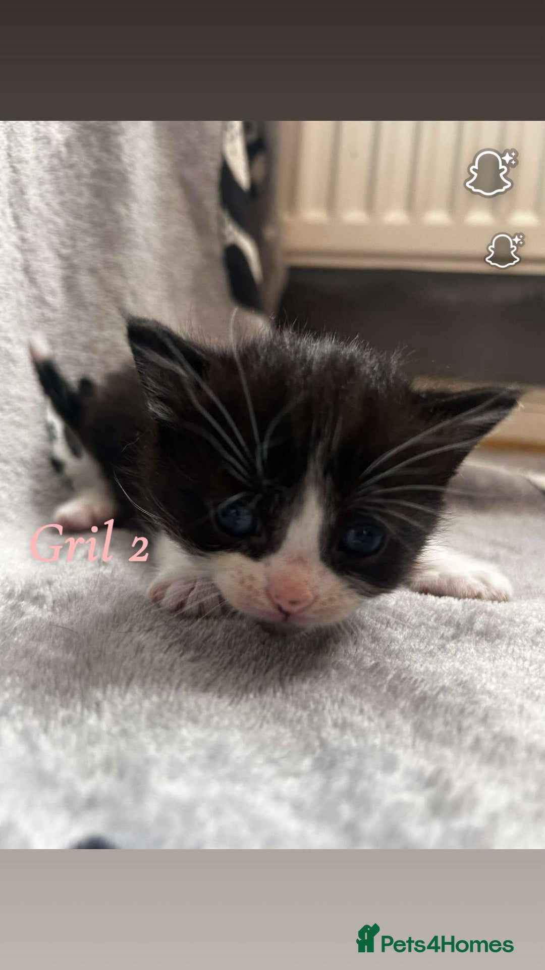Mixed Breed cats for sale: Mainecoon mixed kittens.  - Image 4