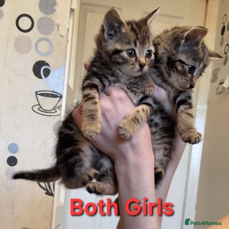 Mixed Breed cats - Advert 15