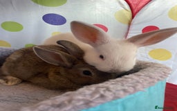 French Lop rabbits for sale: French lop mixed baby rabbits ready to go - Image 10