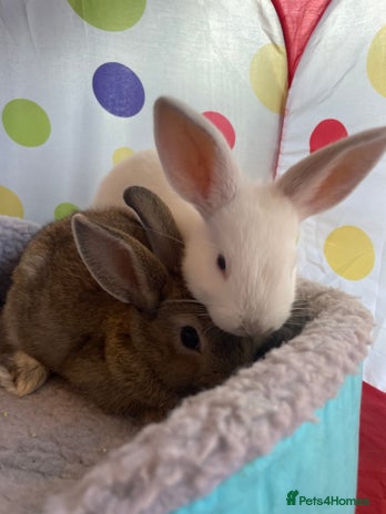 French Lop rabbits - Advert 3