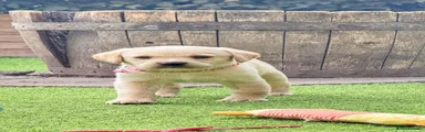 Labrador Retriever 1