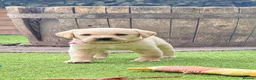Labrador Retriever dogs for sale: Stunning KC Registered Labrador Puppies 🐾 - Advert 17