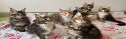 Maine Coon cats for sale: Full Maine Coon Kittens - Advert 1