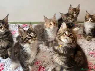 Maine Coon cats Full Maine Coon Kittens - Advert 2