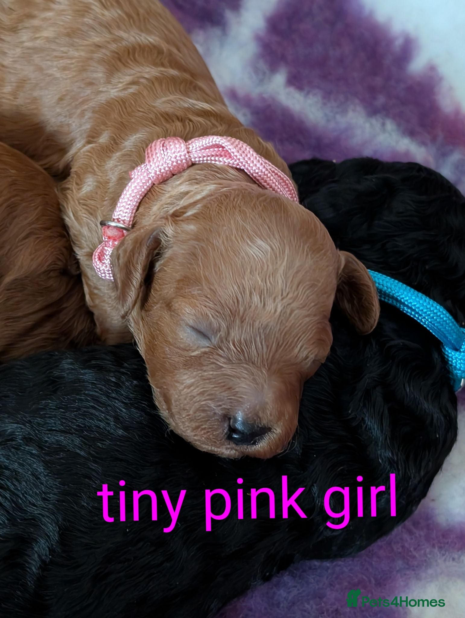 Miniature Poodle dogs Beautiful puppies  - Advert 4
