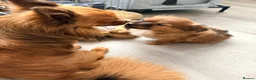 Mixed Breed dogs for sale: Small mixed breed puppies for sale  in Gloucester - Advert 3