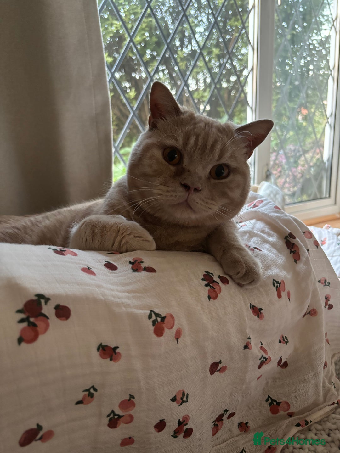 British Shorthair cats for sale: Our wonderful boy, Ferguson for sale  - Advert 8