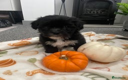 Mixed Breed dogs for sale: Maltese cross La Chon puppies  - Image 7