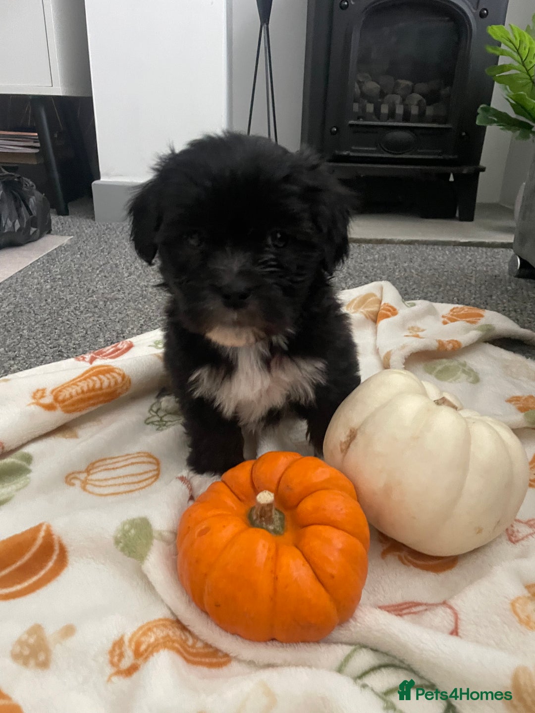 Mixed Breed dogs for sale: Maltese cross La Chon puppies  - Image 7