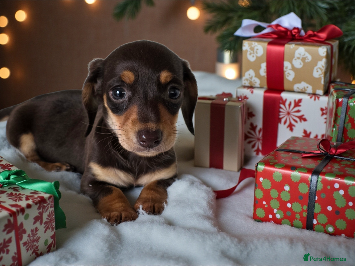 Miniature Dachshund dogs KC reg, gorgeous litter.5* Licensed. READY NOW  - Advert 14