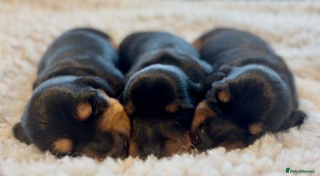 Miniature Dachshund dogs for sale: Kc reg mini smooths  - Image 1