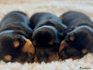 Miniature Dachshund dogs - Advert 2