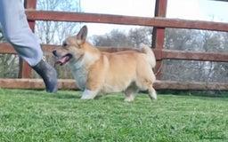 Welsh Corgi Pembroke dogs for stud: PRA, DM & VWD 1 Clear Welsh Pembroke Corgi Stud in Cardigan - Image 2