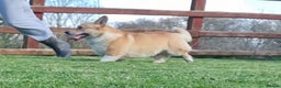 Welsh Corgi Pembroke dogs for stud: PRA, DM & VWD 1 Clear Welsh Pembroke Corgi Stud in Cardigan - Advert 2