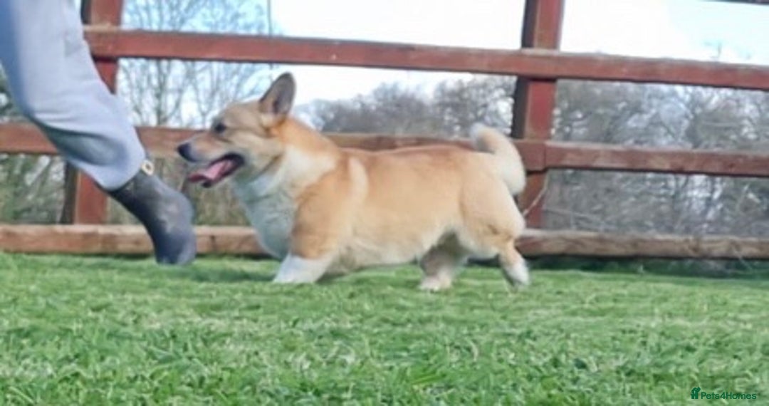 Welsh Corgi Pembroke dogs for stud: PRA, DM & VWD 1 Clear Welsh Pembroke Corgi Stud in Cardigan - Image 2