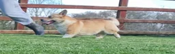 Welsh Corgi Pembroke dogs for stud: PRA, DM & VWD 1 Clear Welsh Pembroke Corgi Stud in Cardigan - Advert 2