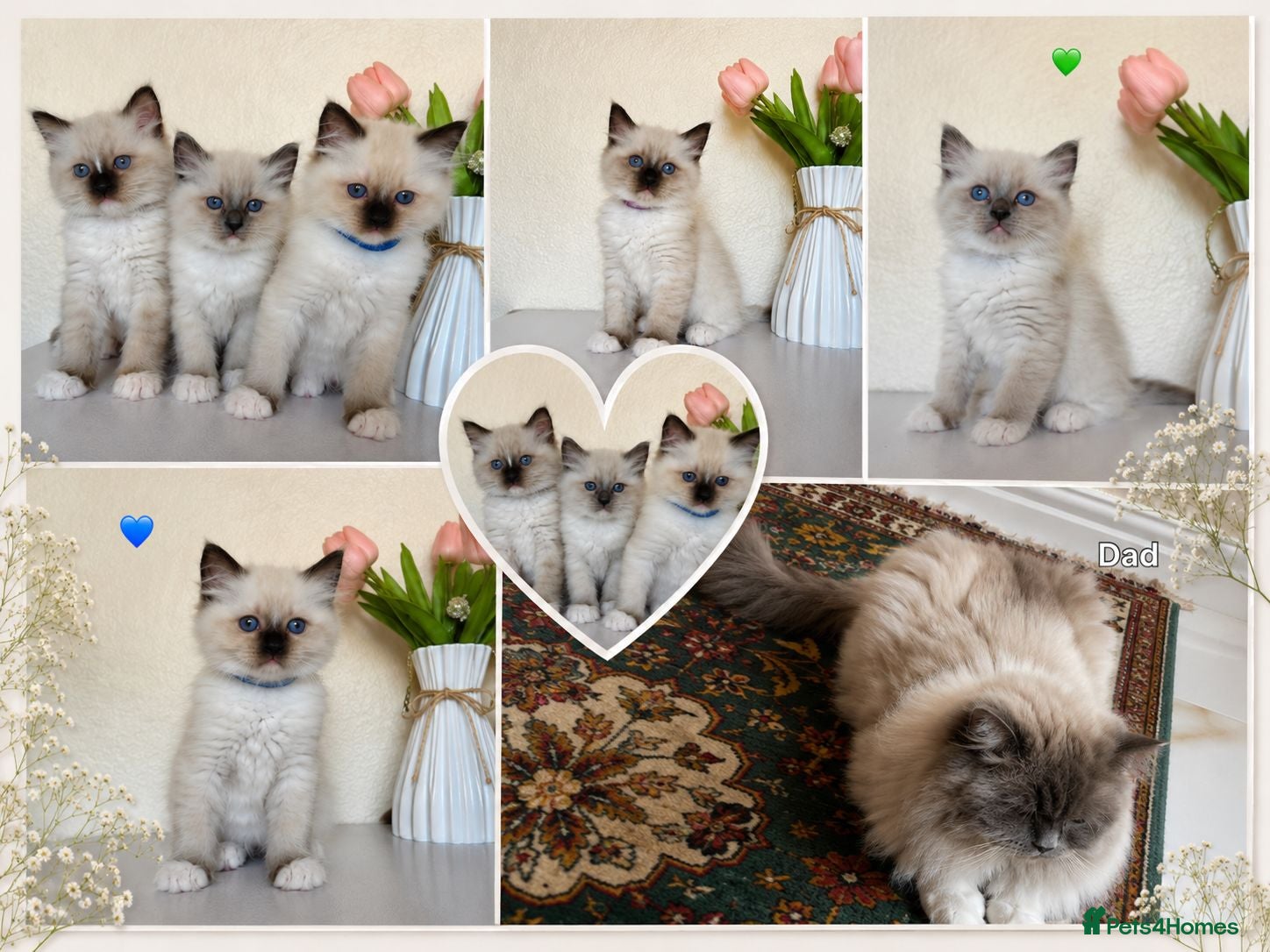 Ragdoll cats Pure Ragdoll Kittens  - Advert 16