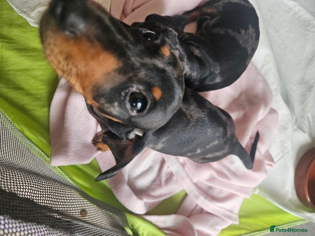 Dachshund dogs for sale: Mini dapple dachunds  - Image 3