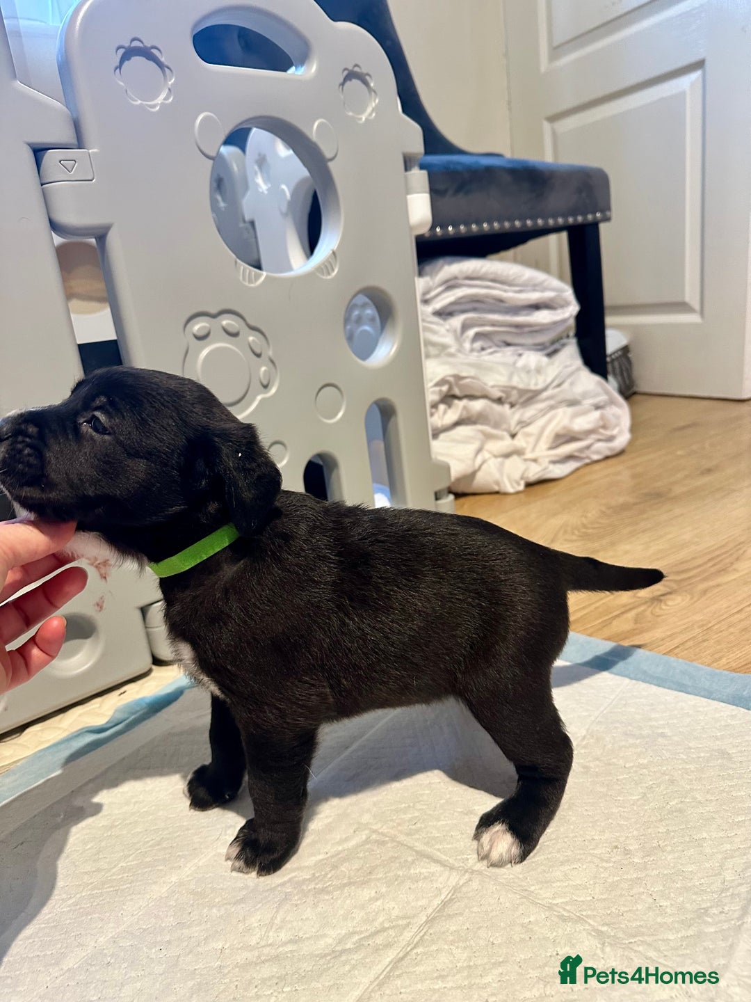 Mixed Breed dogs for sale: Lab- Cane Corso Puppies Looking for Loving Homes - Advert 7