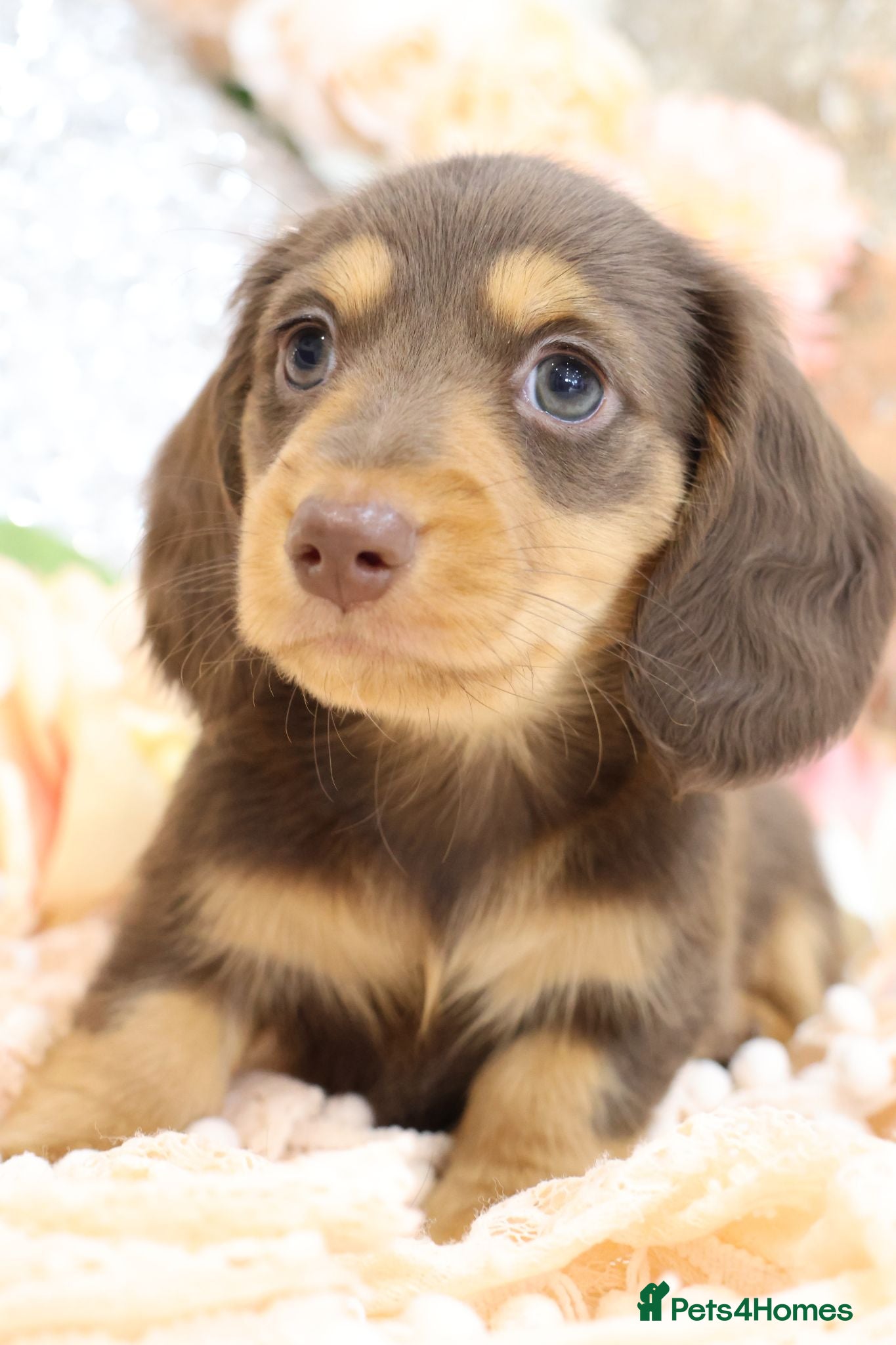 Miniature Dachshund dogs KC Longhair Miniature Dachshunds - Advert 2